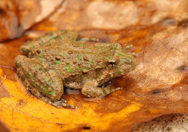 Blanchards Cricket Frog